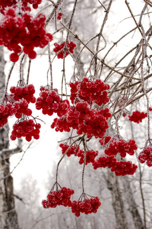 Brightly red clusters of  viburnum in hoarfrost in the winter in Siberiaの写真素材