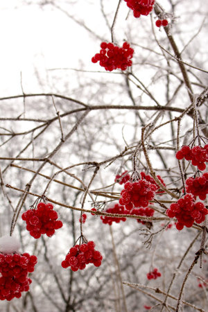 Brightly red clusters of  viburnum in hoarfrost in the winter in Siberiaの写真素材
