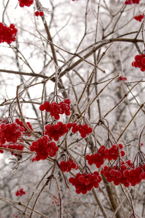 Brightly red clusters of  viburnum in hoarfrost in the winter in Siberiaの写真素材
