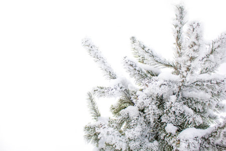 Christmas tree in hoarfrost against hoarfrostの写真素材