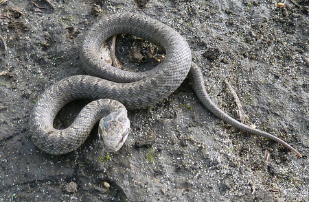 Striped snake on the earth close up
