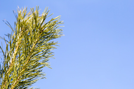 Branch of a Christmas tree against the blue skyの写真素材