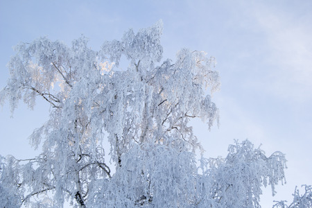 Tree a birch in white hoarfrost against the blue sky