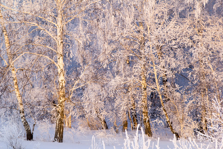 Birch wood in white frosty hoarfrost in Decemberの写真素材
