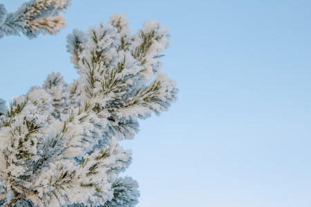 Christmas tree in hoarfrost against the blue skyの写真素材