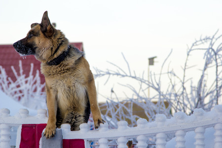 The dog at a fence protects territory of the private houseの写真素材