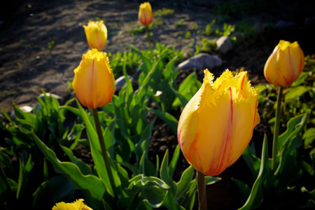 Yellow terry tulip with red strips against a flower green bedの写真素材