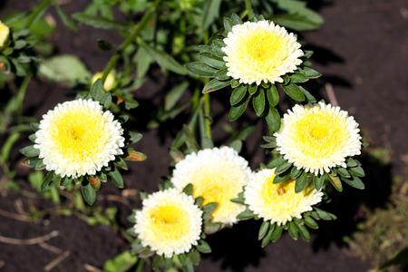 Gentle flowers of an aster of white colour with a yellow core against green foliageの写真素材