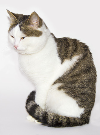 beautiful cat on the white isolated backgroundの写真素材