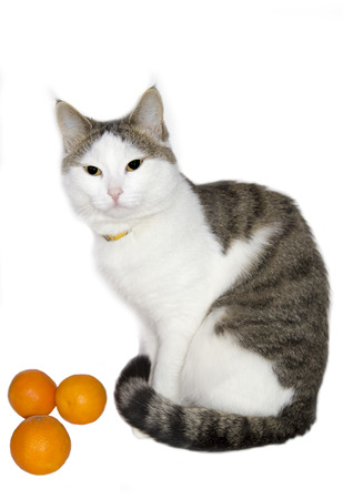 beautiful cat with tangerines on the white isolated backgroundの写真素材