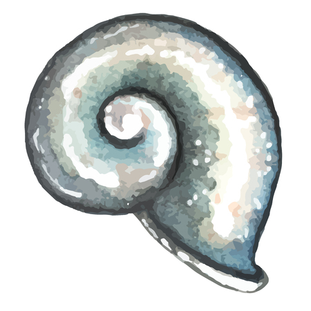 watercolor hand drawn sea shellのイラスト素材