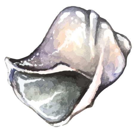 watercolor hand drawn sea shellのイラスト素材