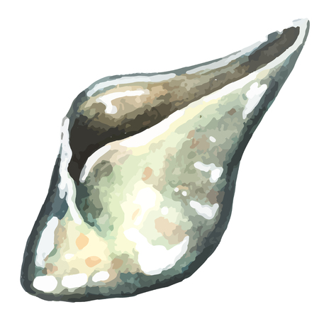 watercolor hand drawn sea shellのイラスト素材