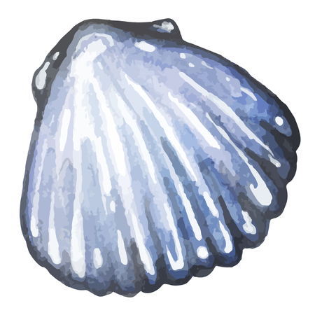 watercolor hand drawn sea shellのイラスト素材