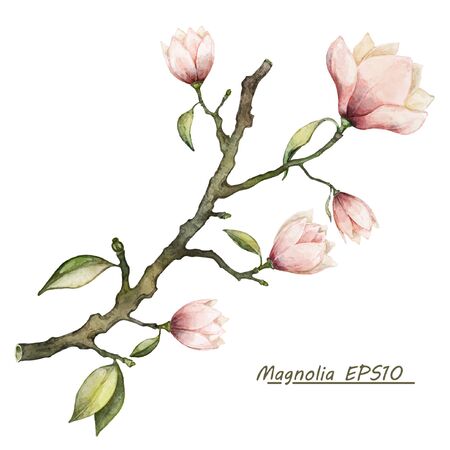 Vector watercolor botanical illustration. Pink magnolia flower branchのイラスト素材