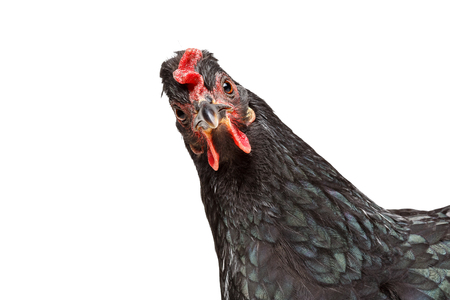 funny portrait of a black chicken isolated on whiteの写真素材
