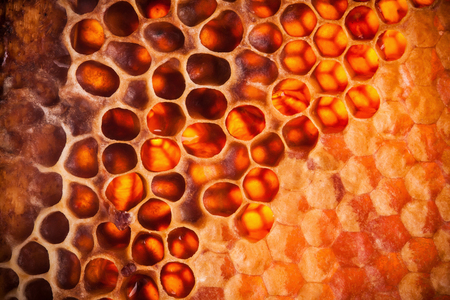 Honey in the comb is abstract background close upの写真素材