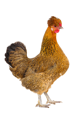Spotted a chicken isolated on whiteの写真素材