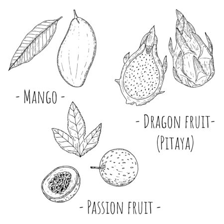 Tropical fruits. Vector cartoon illustrations. Isolated objects on a white background. Hand-drawn style.のイラスト素材