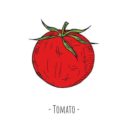 Tomato. Vector cartoon illustration. Isolated object on a white background. Hand-drawn style.のイラスト素材