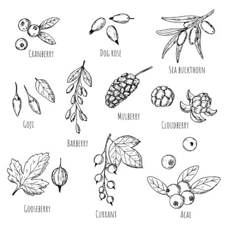 Berries. Vector cartoon illustrations. Isolated objects on a white background. Hand-drawn style.のイラスト素材