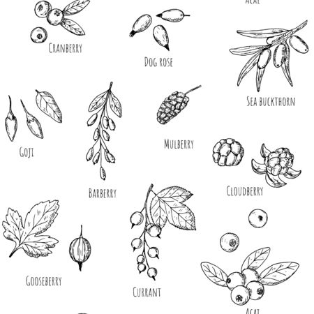 Seamless pattern of berries. Vector cartoon background. Hand-drawn.のイラスト素材