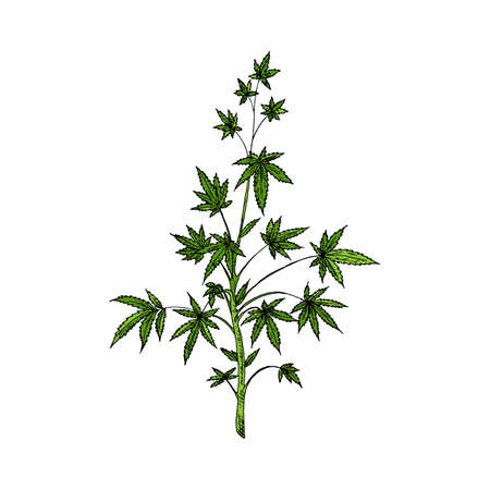 Marijuana plant. Cannabis tree. Vector illustration. Isolated object on white. Hand-drawn style.のイラスト素材