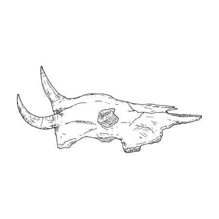 Cow skull. Vector illustration. Isolated object on a white background. Hand-drawn style.のイラスト素材