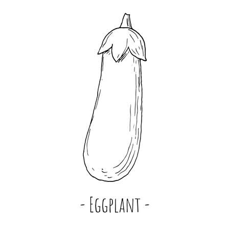 Eggplant. Isolated on white. Vector illustration. Hand-drawn style.のイラスト素材