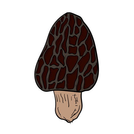 Hand-drawn isolated morel. Vector cartoon illustration.のイラスト素材