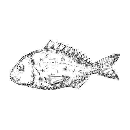 Dorado fish. Vector illustration. Isolated on white. Hand-drawn style.のイラスト素材
