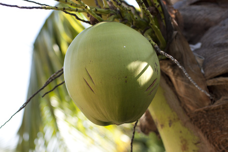 coconut