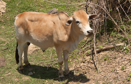 calf-bullの写真素材