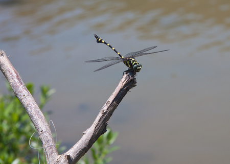 dragonflyの写真素材
