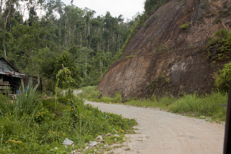 Road in the jungleの写真素材