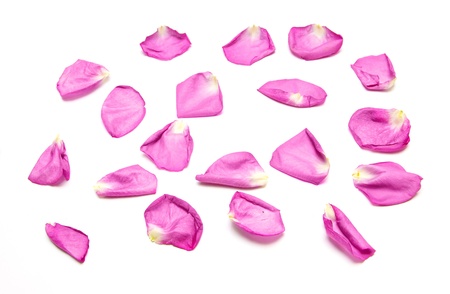 pink rose petals on white backgroundの写真素材