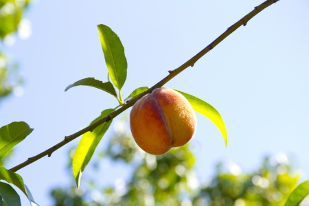 fresh peach on the treeの写真素材