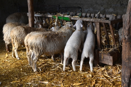 sheep walking through the yardの写真素材