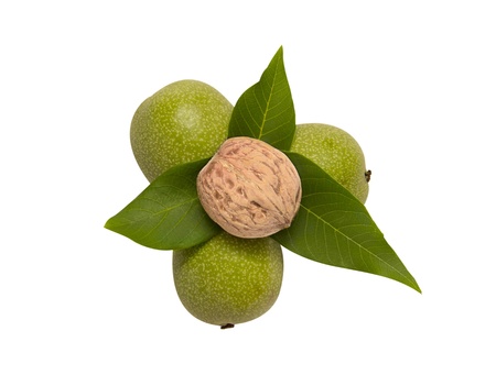 Walnuts with leaf isolated on a white backgroundの写真素材