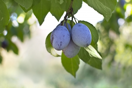 Ripe plums on the tree の写真素材