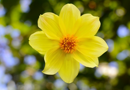 beautiful yellow narcisの写真素材