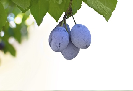 Ripe plums on the tree の写真素材