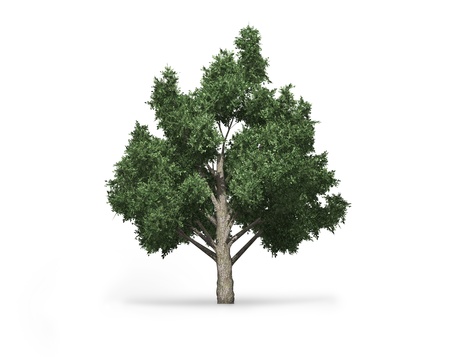 tree on a white backgroundの写真素材