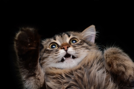 hamming cat on a black backgroundの写真素材