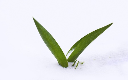 green grass in the snowの写真素材