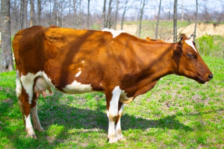 cow on pastbesche in the forestの写真素材