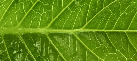 close up of green leaf texture 