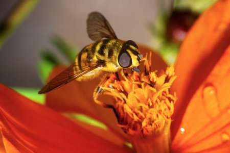 Bee on flower field at summer day