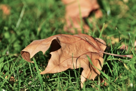 maple leaf on grass 