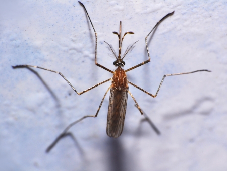 mosquito closeupの写真素材